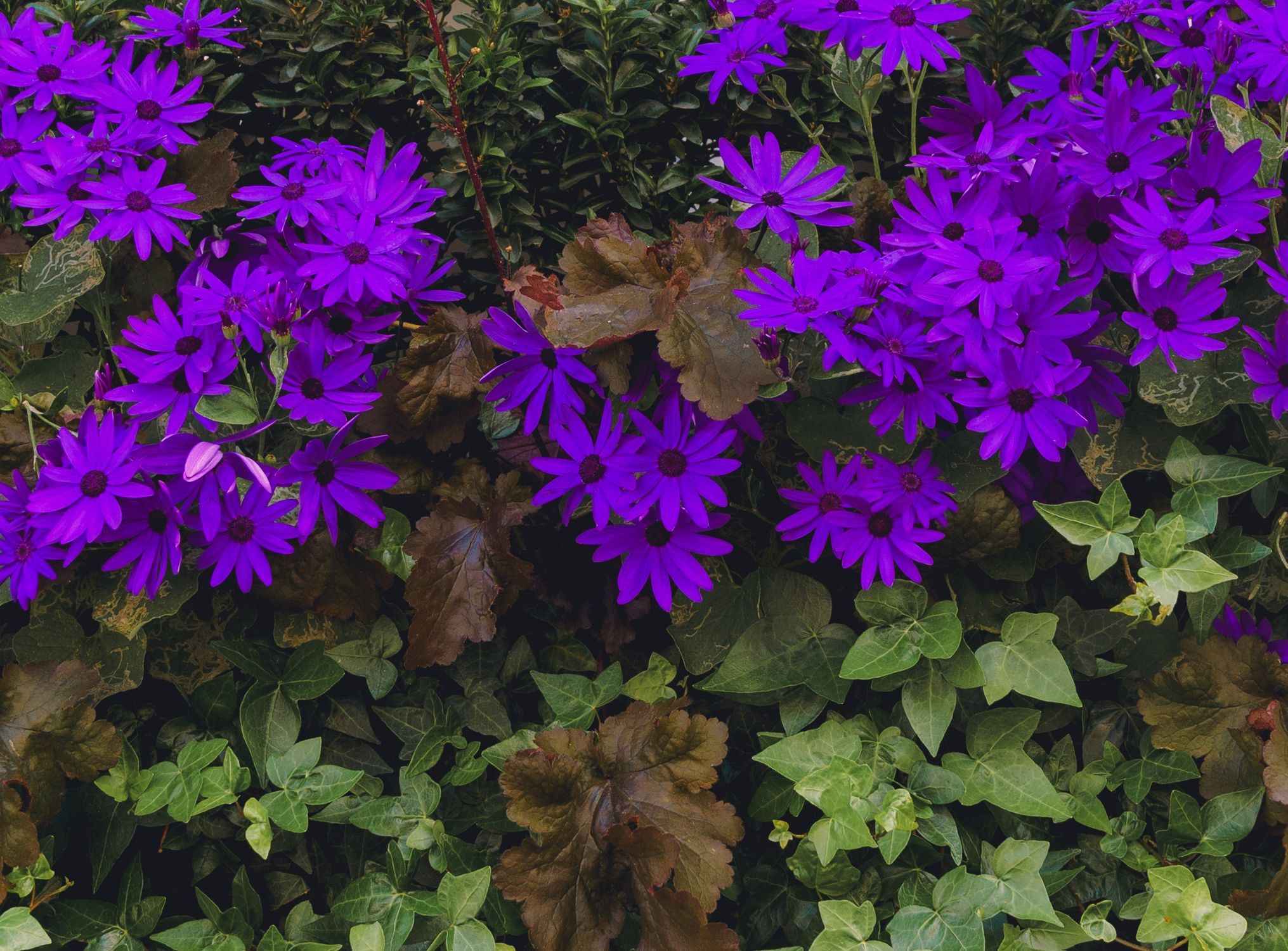 Purple Flowers